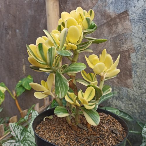 264. Crassula Ovata Hummels Sunset Golden Jade Tree ( Appendix II – Special Permit Needed* )