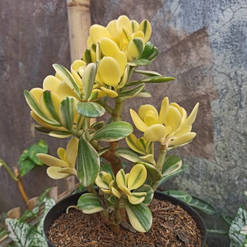 Crassula Ovata Hummels Sunset Golden Jade Tree, real gallery image #5 plants. Picture taken directly from kaktus.id community Crassula farmer green houses.
