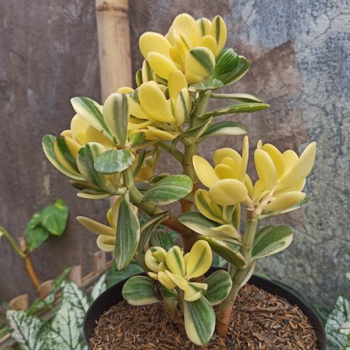 Crassula Ovata Hummels Sunset Golden Jade Tree, real gallery image #4 plants. Picture taken directly from kaktus.id community Crassula farmer green houses.