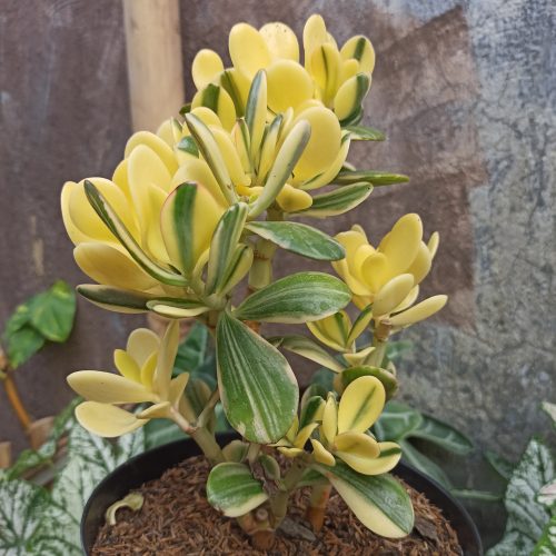 Crassula Ovata Hummels Sunset Golden Jade Tree, real gallery image #1 plants. Picture taken directly from kaktus.id community Crassula farmer green houses.