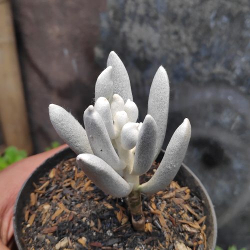 Senecio Haworthii, real gallery image #9 plants. Picture taken directly from kaktus.id community Senecio farmer green houses.
