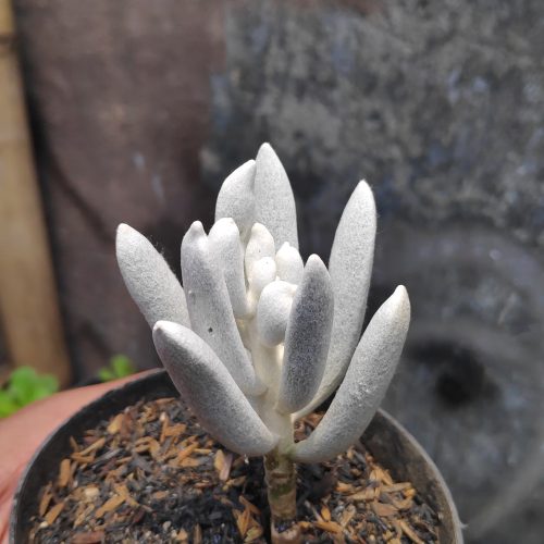 Senecio Haworthii, real gallery image #11 plants. Picture taken directly from kaktus.id community Senecio farmer green houses.