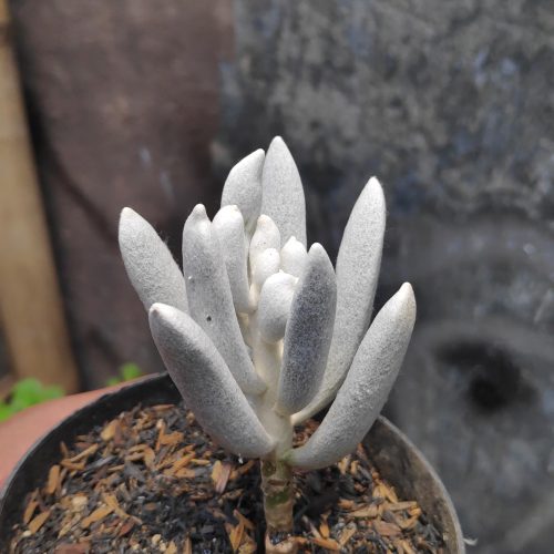 Senecio Haworthii, real gallery image #4 plants. Picture taken directly from kaktus.id community Senecio farmer green houses.