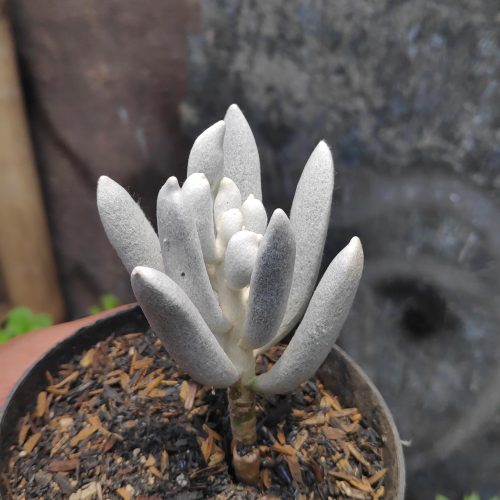 Senecio Haworthii, real gallery image #7 plants. Picture taken directly from kaktus.id community Senecio farmer green houses.