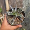 Dyckia Bromeliad, real gallery image #1 plants. Picture taken directly from kaktus.id community Dyckia farmer green houses.