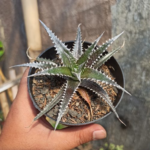 Dyckia Bromeliad, real gallery image #2 plants. Picture taken directly from kaktus.id community Dyckia farmer green houses.