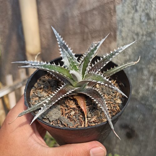 Dyckia Bromeliad, real gallery image #3 plants. Picture taken directly from kaktus.id community Dyckia farmer green houses.