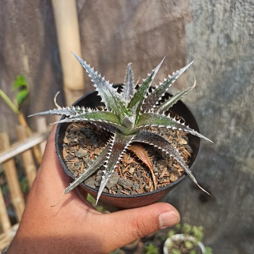 Dyckia Bromeliad, real gallery image #4 plants. Picture taken directly from kaktus.id community Dyckia farmer green houses.