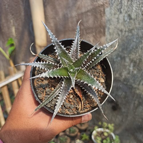 Dyckia Bromeliad, real gallery image #5 plants. Picture taken directly from kaktus.id community Dyckia farmer green houses.