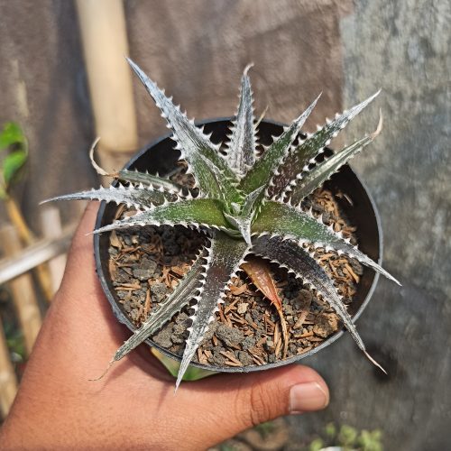 Dyckia Bromeliad, real gallery image #1 plants. Picture taken directly from kaktus.id community Dyckia farmer green houses.