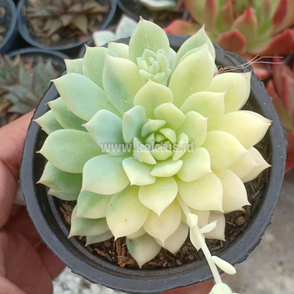 kaktus.id
