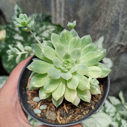 Echeveria Prolifica Variegated, real gallery image #4 plants. Picture taken directly from kaktus.id community Echeveria farmer green houses.