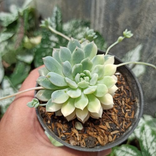 Echeveria Prolifica Variegated, real gallery image #1 plants. Picture taken directly from kaktus.id community Echeveria farmer green houses.