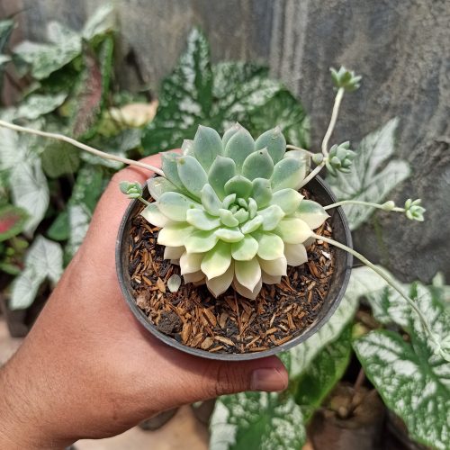 Echeveria Prolifica Variegated, real gallery image #3 plants. Picture taken directly from kaktus.id community Echeveria farmer green houses.