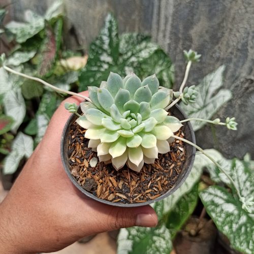 Echeveria Prolifica Variegated, real gallery image #7 plants. Picture taken directly from kaktus.id community Echeveria farmer green houses.