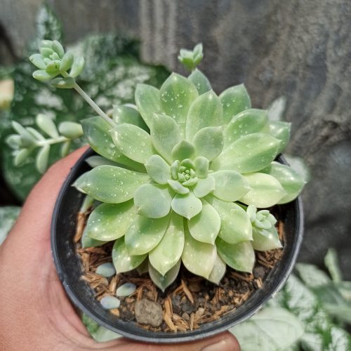 Echeveria Prolifica Variegated, real gallery image #6 plants. Picture taken directly from kaktus.id community Echeveria farmer green houses.