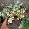 Portulaca Pilosa 'Hana Misteria', real gallery image #1 plants. Picture taken directly from kaktus.id community Portulaca farmer green houses.