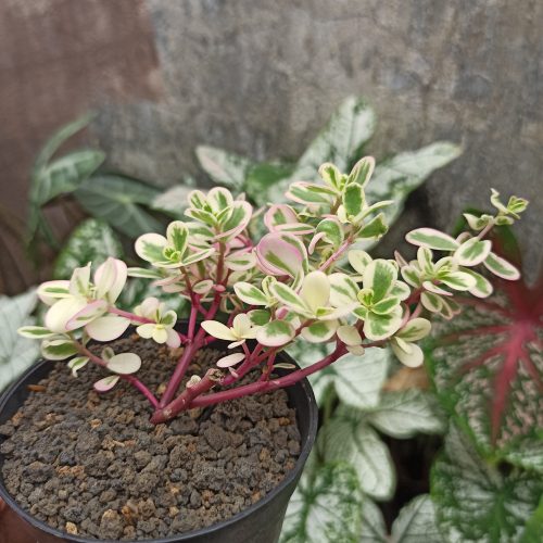 Portulaca Pilosa 'Hana Misteria', real gallery image #4 plants. Picture taken directly from kaktus.id community Portulaca farmer green houses.