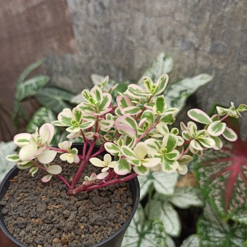 Portulaca Pilosa 'Hana Misteria', real gallery image #3 plants. Picture taken directly from kaktus.id community Portulaca farmer green houses.