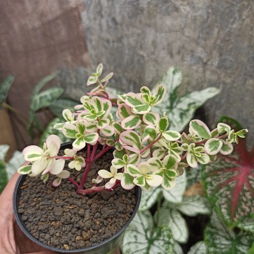 Portulaca Pilosa 'Hana Misteria', real gallery image #5 plants. Picture taken directly from kaktus.id community Portulaca farmer green houses.