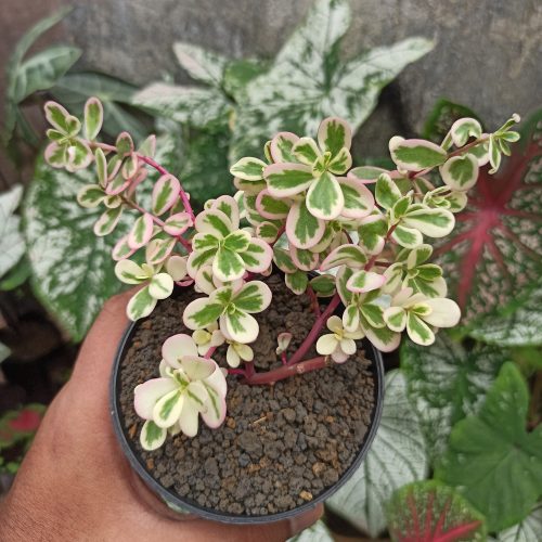 Portulaca Pilosa 'Hana Misteria', real gallery image #2 plants. Picture taken directly from kaktus.id community Portulaca farmer green houses.