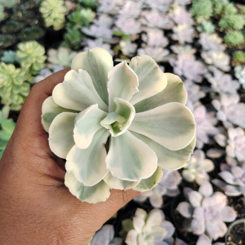 Echeveria Chantilly Mutation 'White Angel', real gallery image #9 plants. Picture taken directly from kaktus.id community Echeveria farmer green houses.