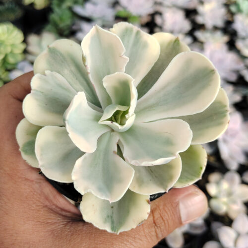 Echeveria Chantilly Mutation 'White Angel', real gallery image #1 plants. Picture taken directly from kaktus.id community Echeveria farmer green houses.
