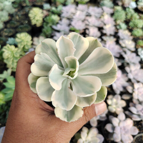 Echeveria Chantilly Mutation 'White Angel', real gallery image #13 plants. Picture taken directly from kaktus.id community Echeveria farmer green houses.