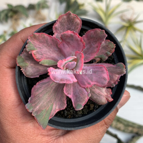 Echeveria Red Chantilly Dragon Fin, real gallery image #4 plants. Picture taken directly from kaktus.id community Echeveria farmer green houses.