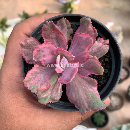 Echeveria Red Chantilly Dragon Fin, real gallery image #2 plants. Picture taken directly from kaktus.id community Echeveria farmer green houses.