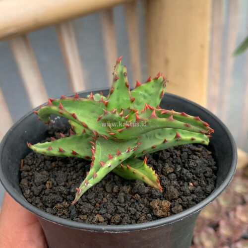 Aloe Castilloniae, real gallery image #2 plants. Picture taken directly from kaktus.id community Aloe farmer green houses.