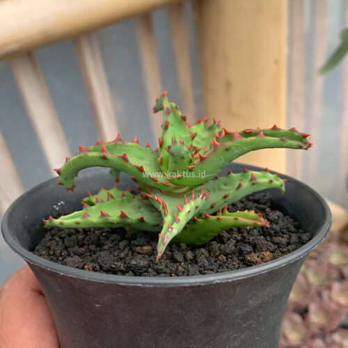 Aloe Castilloniae, real gallery image #15 plants. Picture taken directly from kaktus.id community Aloe farmer green houses.