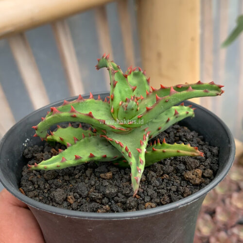 Aloe Castilloniae, real gallery image #14 plants. Picture taken directly from kaktus.id community Aloe farmer green houses.