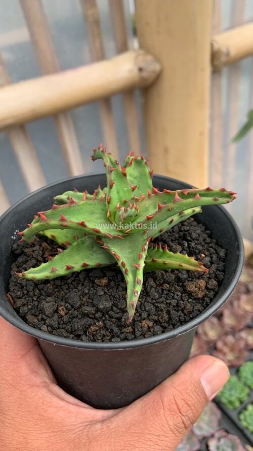 Aloe Castilloniae, real gallery image #13 plants. Picture taken directly from kaktus.id community Aloe farmer green houses.