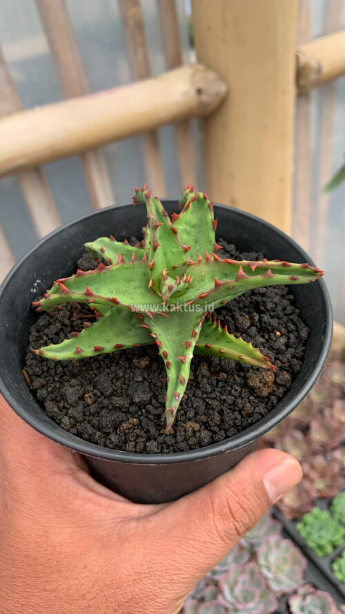 Aloe Castilloniae, real gallery image #12 plants. Picture taken directly from kaktus.id community Aloe farmer green houses.