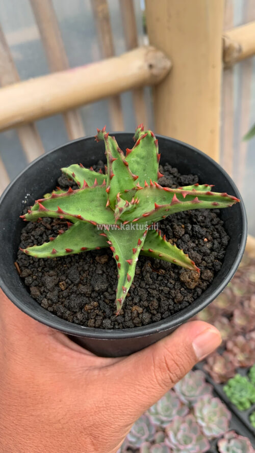 Aloe Castilloniae, real gallery image #11 plants. Picture taken directly from kaktus.id community Aloe farmer green houses.