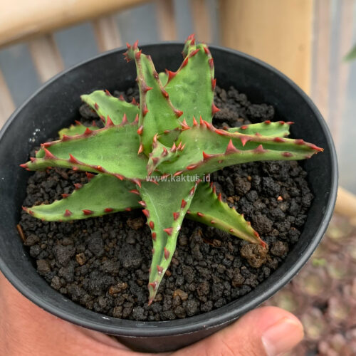 Aloe Castilloniae, real gallery image #10 plants. Picture taken directly from kaktus.id community Aloe farmer green houses.