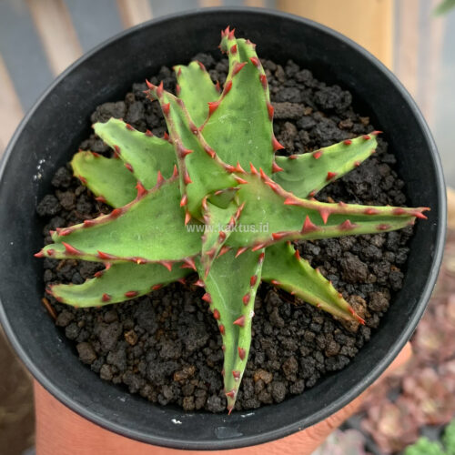 Aloe Castilloniae, real gallery image #9 plants. Picture taken directly from kaktus.id community Aloe farmer green houses.