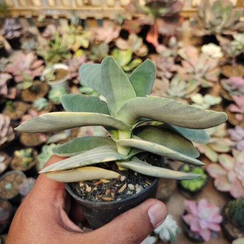 Crassula Falcata 'Propeller Plants' Variegated, real gallery image #11 plants. Picture taken directly from kaktus.id community Crassula farmer green houses.