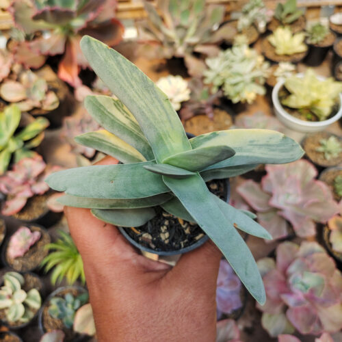 Crassula Falcata 'Propeller Plants' Variegated, real gallery image #7 plants. Picture taken directly from kaktus.id community Crassula farmer green houses.