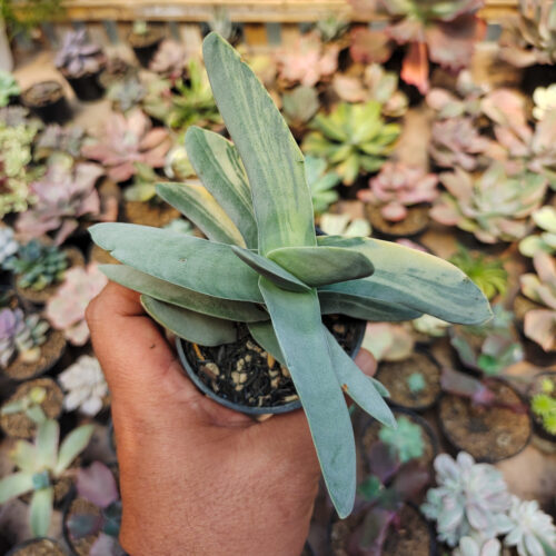 Crassula Falcata 'Propeller Plants' Variegated, real gallery image #10 plants. Picture taken directly from kaktus.id community Crassula farmer green houses.