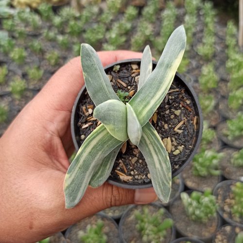 Crassula Falcata 'Propeller Plants' Variegated, real gallery image #12 plants. Picture taken directly from kaktus.id community Crassula farmer green houses.