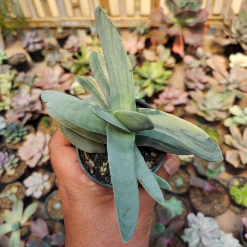 Crassula Falcata 'Propeller Plants' Variegated, real gallery image #9 plants. Picture taken directly from kaktus.id community Crassula farmer green houses.