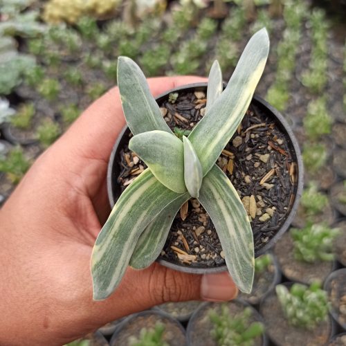 Crassula Falcata 'Propeller Plants' Variegated, real gallery image #3 plants. Picture taken directly from kaktus.id community Crassula farmer green houses.