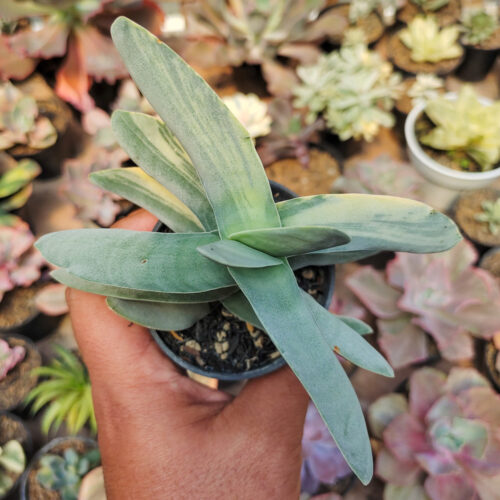 392. Crassula Falcata 'Propeller Plants' Variegated ( Appendix II – Special Permit Needed* )