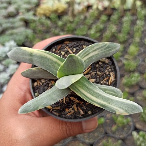 Crassula Falcata 'Propeller Plants' Variegated, real gallery image #4 plants. Picture taken directly from kaktus.id community Crassula farmer green houses.