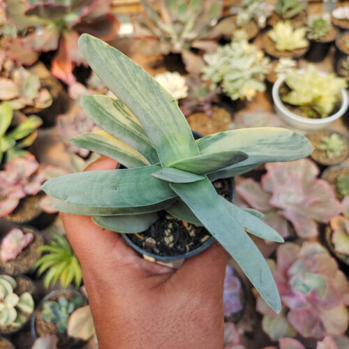 Crassula Falcata 'Propeller Plants' Variegated, real gallery image #6 plants. Picture taken directly from kaktus.id community Crassula farmer green houses.