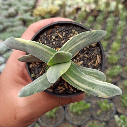 Crassula Falcata 'Propeller Plants' Variegated, real gallery image #1 plants. Picture taken directly from kaktus.id community Crassula farmer green houses.