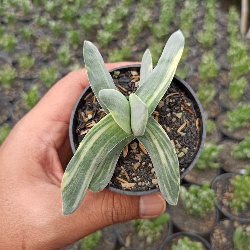 Crassula Falcata 'Propeller Plants' Variegated, real gallery image #5 plants. Picture taken directly from kaktus.id community Crassula farmer green houses.
