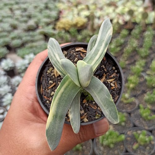 Crassula Falcata 'Propeller Plants' Variegated, real gallery image #2 plants. Picture taken directly from kaktus.id community Crassula farmer green houses.
